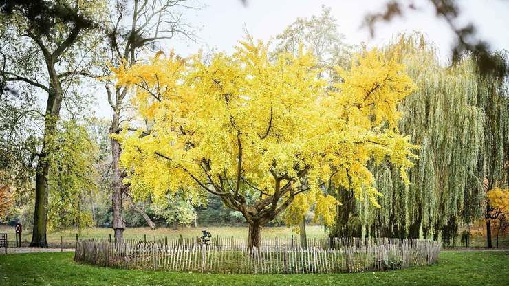 Boom in herfstkleuren