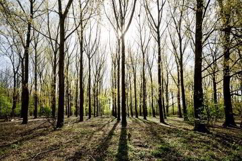 thumb_19_StAnnabos_(c)Lucid (2) (Mobile).jpg